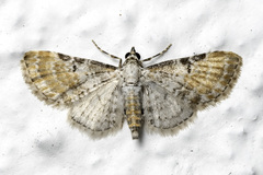 Eupithecia mundiscripta