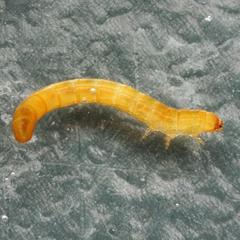 Stygoparnus comalensis