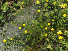 Ranunculus arvensis