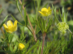 Ranunculus arvensis