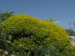 Euphorbia acanthothamnos