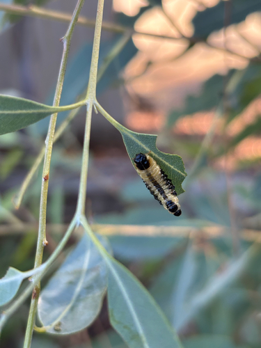 Photo of Dotted Paropsine Leaf Beetle (Paropsis atomaria)