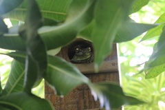 Osteopilus septentrionalis