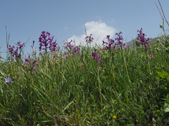 Anacamptis boryi