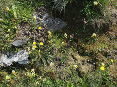 Orchis pauciflora