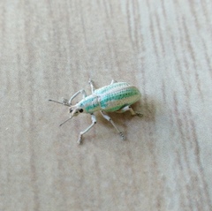 Compsus viridivittatus