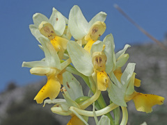 Orchis pauciflora