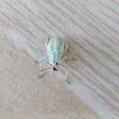 Compsus viridivittatus