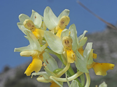 Orchis pauciflora