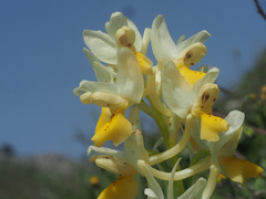Orchis pauciflora