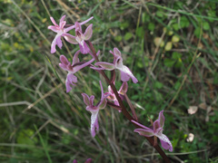 Orchis sitiaca