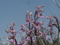 Orchis sitiaca
