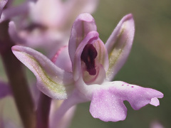 Orchis sitiaca