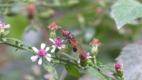 Unknown species found near Bluemont, VA 20135, USA