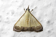 Pseudonoorda nigropunctalis