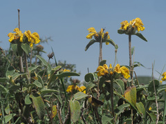 Phlomis cretica