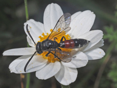 Sapyga quinquepunctata