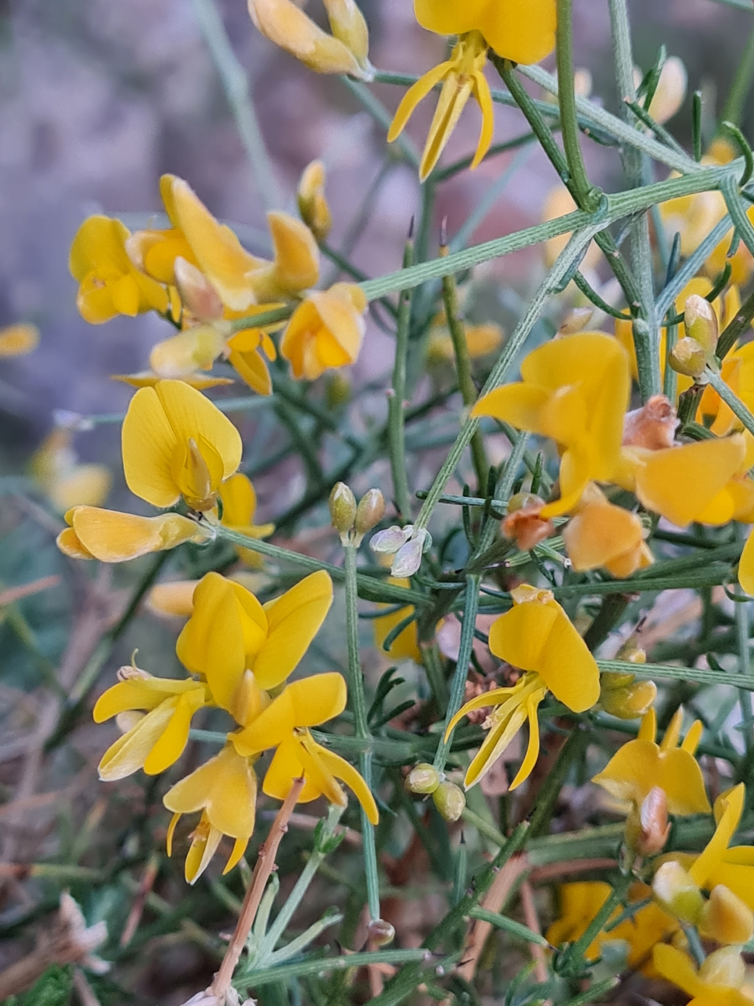 Thorny Broom (Genista acanthoclada)