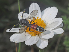 Sapyga quinquepunctata