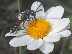 Sapyga quinquepunctata