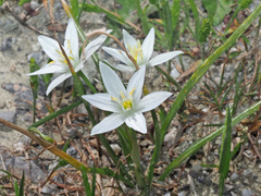 Ornithogalum collinum