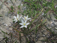 Ornithogalum collinum