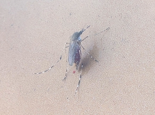 Unknown species found near Virginia Beach, VA 23455, USA