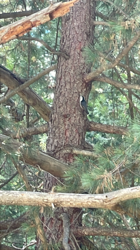 iNaturalist observation photo of White-breasted Nuthatch