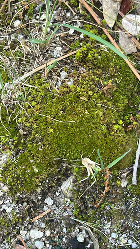 iNaturalist observation photo of Pottiaceae