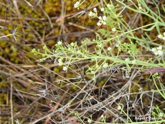 Thesium divaricatum