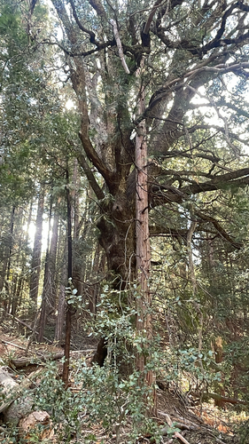 iNaturalist observation photo of Dicots