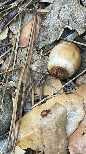iNaturalist observation photo of Koch's Wolf Spider
