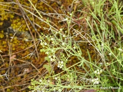 Thesium divaricatum