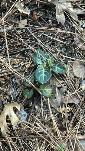 iNaturalist observation photo of white-veined wintergreen