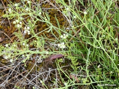 Thesium divaricatum