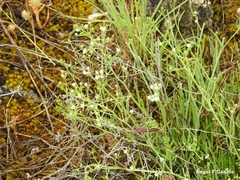 Thesium divaricatum