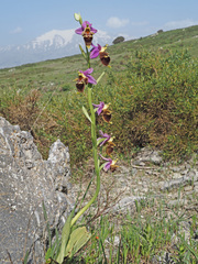 Ophrys heldreichii