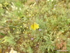 Helianthemum hirtum