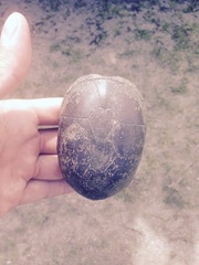 Kinosternon subrubrum