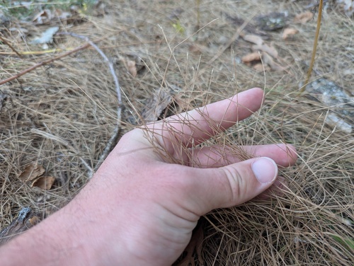 Wolf's Spikerush (Eleocharis wolfii)