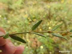 Helianthemum hirtum