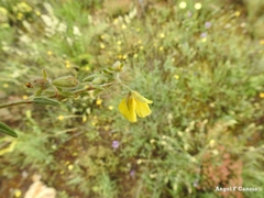 Helianthemum hirtum