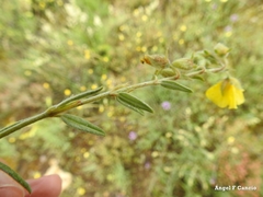 Helianthemum hirtum