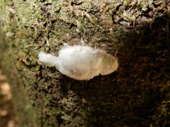 Coelostomidia zealandica