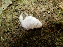 Coelostomidia zealandica