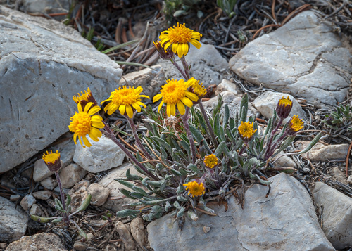 hoary groundsel (Packera werneriifolia)