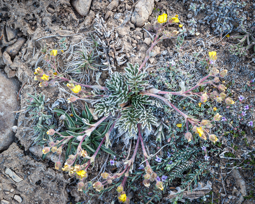 White Mountains cinquefoil (Potentilla morefieldii)