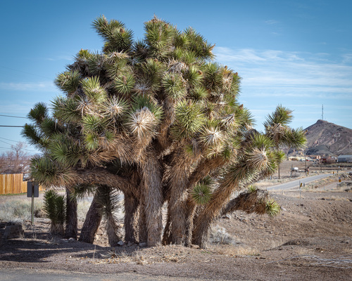 Joshua Tree