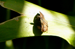 Theagenes dichrous