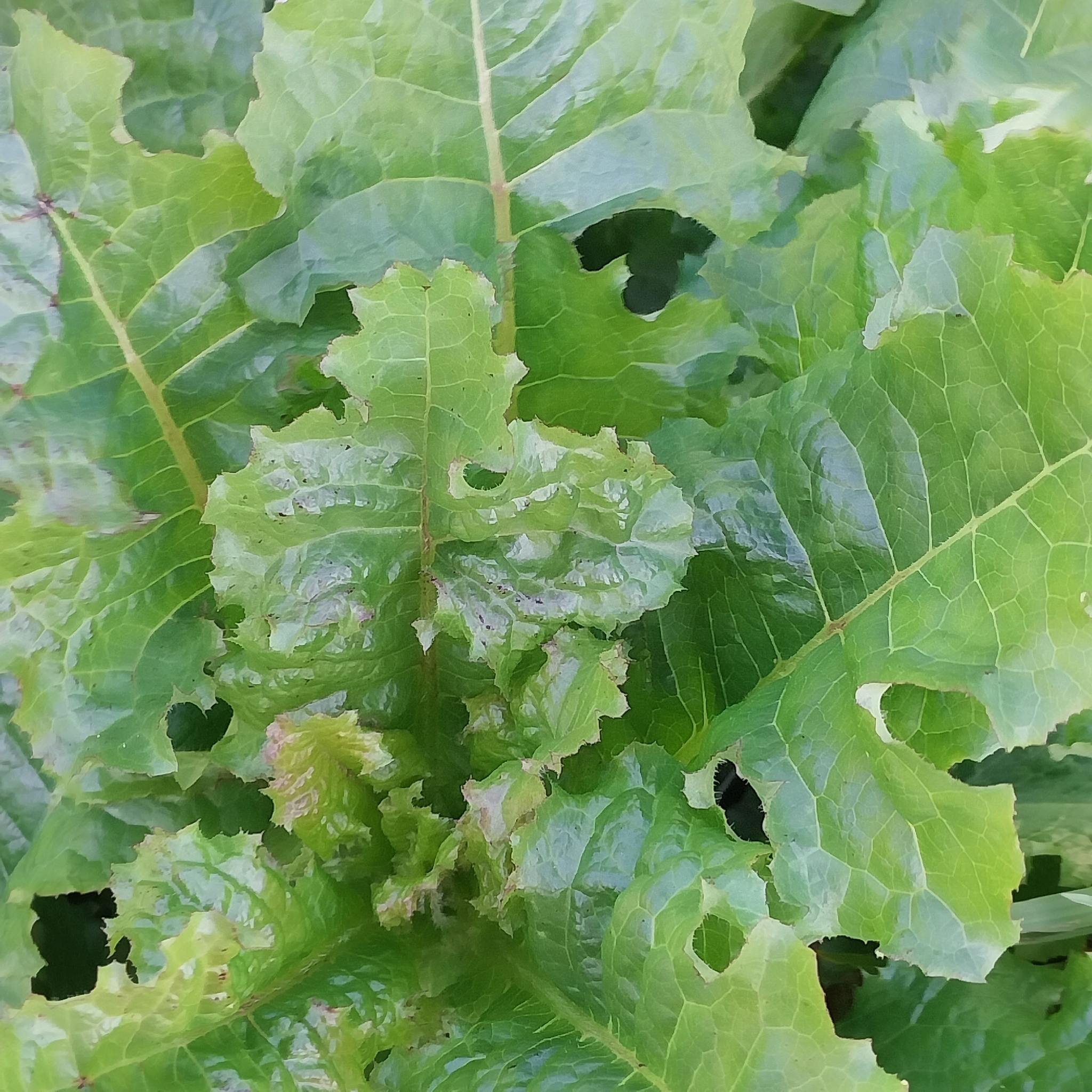 Lettuce (Lactuca sativa)